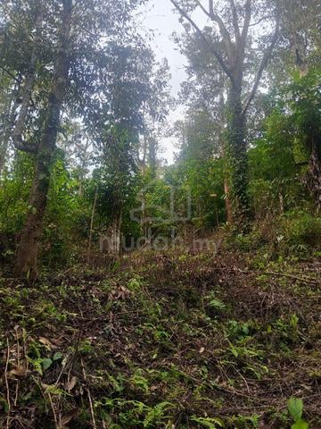 tanah dusun untuk dijual 1