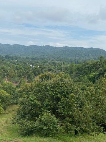32 Acres Premium Durian Farm 1