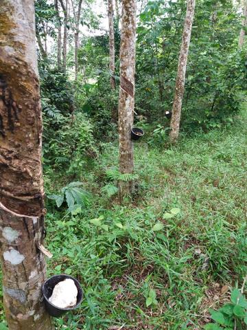 Tanah 3.48 ekar untuk dijual – Kawasan Sawah Raja/ Kg. Limau Kambing 1