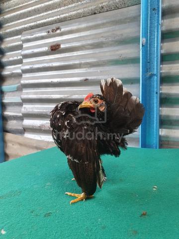 serama sepasang - photo 3 of 6