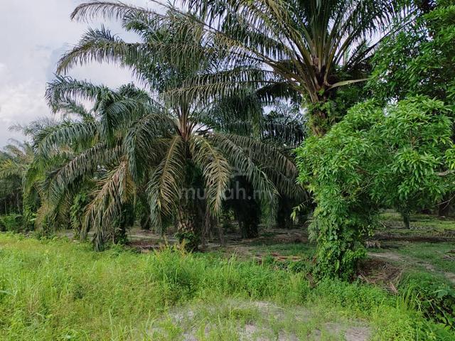 Strategic Agri Land Near Iskandar Zone Potential for Conversion 1