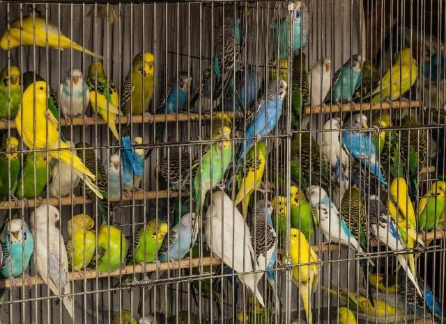 Budgie Birds  - photo 2 of 3