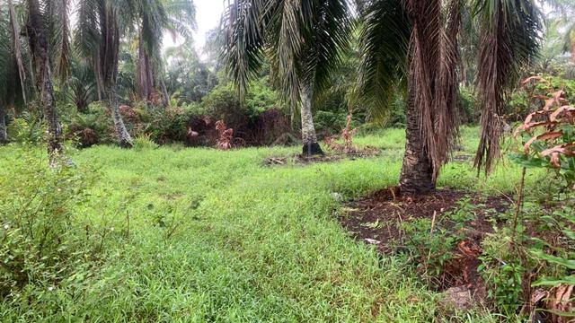 Freehold 7.5 Ekar Ladang Sawit – Kuala Sepetang,Taiping 1