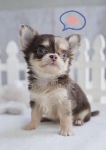 CHIHUAHUA PUPPIES VIP94🌷Head Apple Bonnie Dog - photo 3 of 3