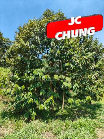 9.9 Acres Durian Land For Sale @ Lenggong , Perak 2