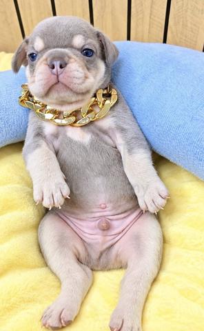 FRENCH BULLDOG PUPPIES VIP141🌻 boy-girl lilac tan - photo 3 of 4