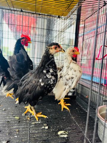 Ayam Serama rinting mini A - photo 3 of 6
