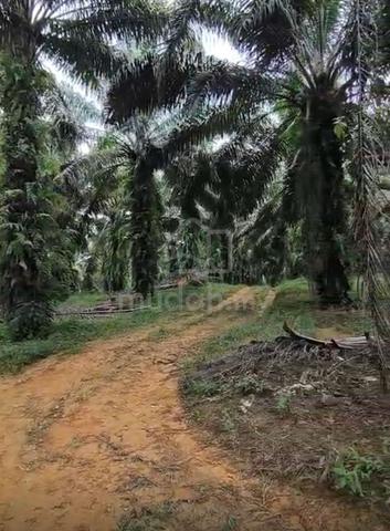 Kota Tinggi Oil Palm Land 1