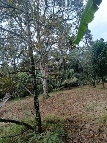 30-Year-Old Durian Orchard  | 1.5 km from Parit Town Centre 1