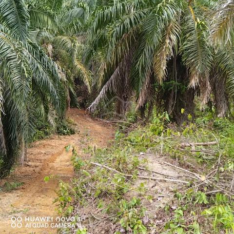 Sungai Siput ladang kelapa sawit 5 ekar 1