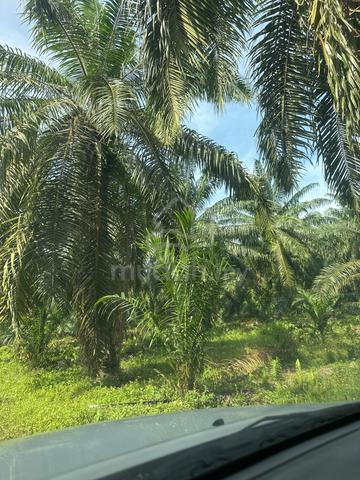 kelapa sawit land for sell 1