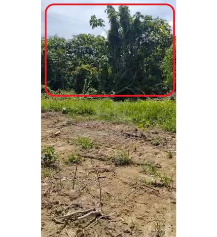 Tanah Pertanian Untuk Dijual 1