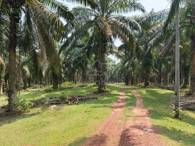 Tanah kelapa Sawit ๐ด seluas 5.66 Ekar di Bukit Dewa, Temerloh 1