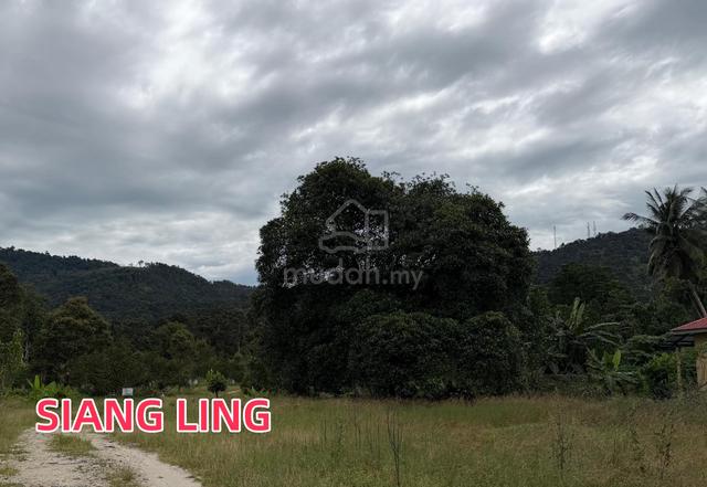 Durian Farm Agricultural Land Sale at Balik Pulau 20 Acre Freehold 1