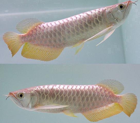Golden crossback 5 inch -wholesale price - photo 3 of 3