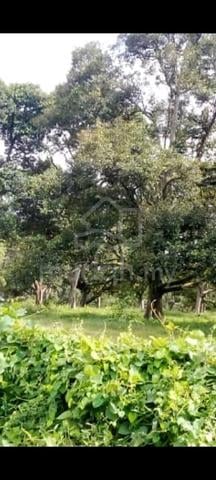 Durian land, Bemban town 1