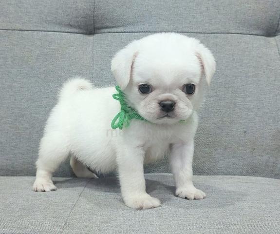 PUG PUPPIES 709🌻 Male White Color - photo 2 of 3