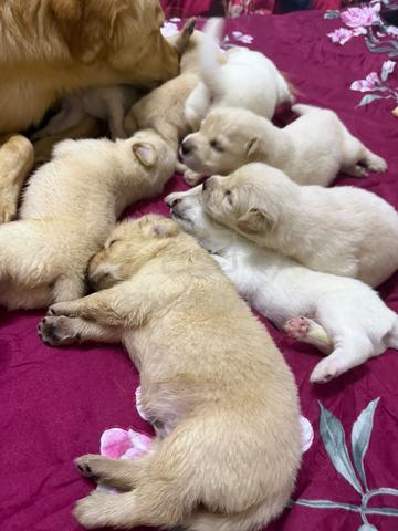 Carousel Image Selected