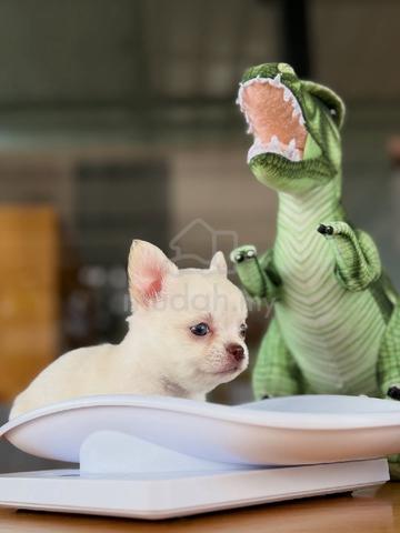 Carousel Image