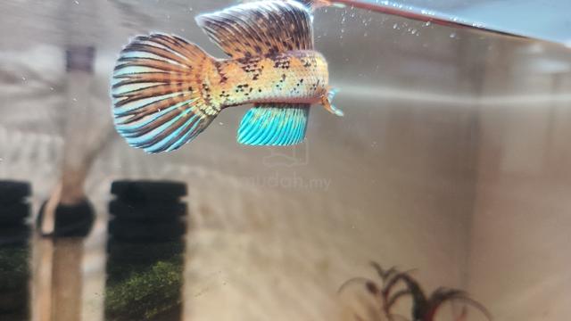 auranti 5 inch high fin - photo 2 of 3