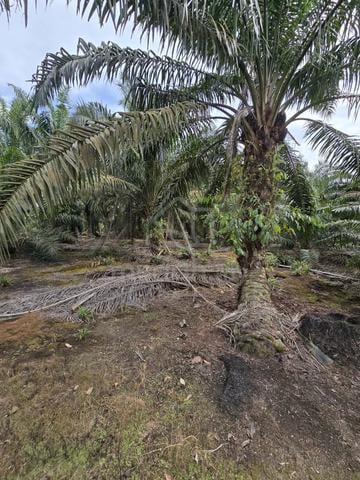 20 EKAR KG SAWAH INTERNATIONAL LOT Parit Baru Freehold 1