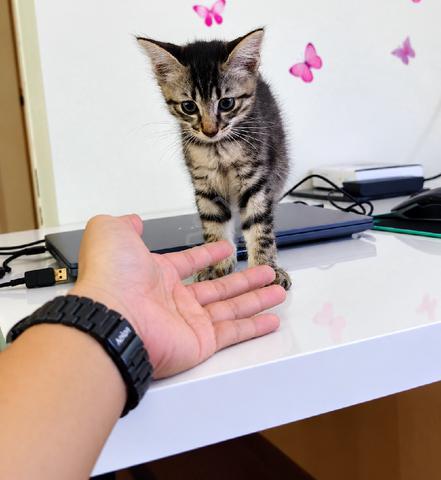 Domestic cat mix parsi  - photo 4 of 6