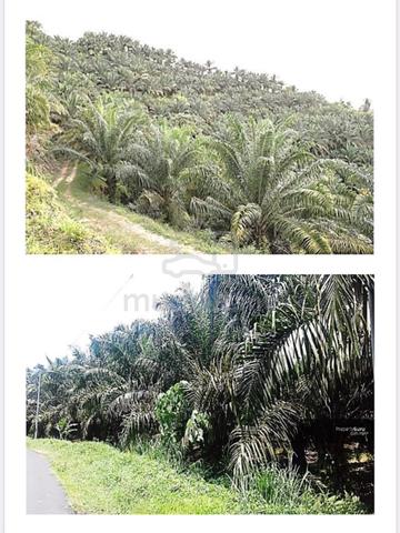 Oil Palm Estate with Mill for Sale 2