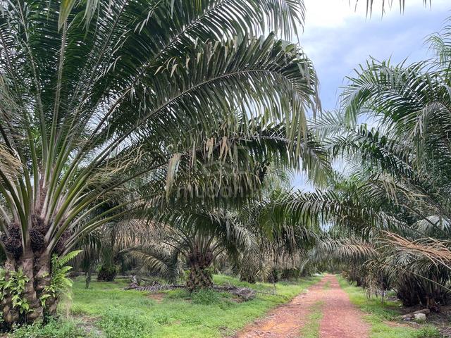 116 Acre Kluang Johor|Nonbumi Lot|Freehold Agriculture Land 1