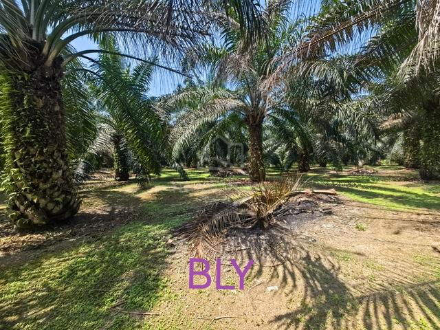 Kelanang Jaya Banting 2 Acres Agriculture Land For Sale 1