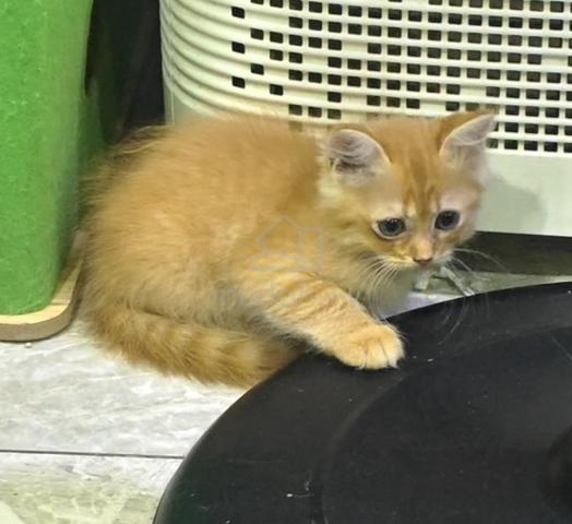 Non Standard Munchkin Kitten - photo 4 of 4