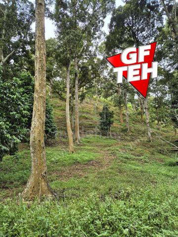 4.7 Acres Old tree durian farm Lenggong Perak 5.7p s f b k 1