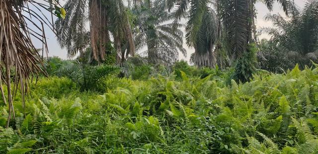 Tanah Pertanian 1.95 ekar Separap Batu Pahat 1