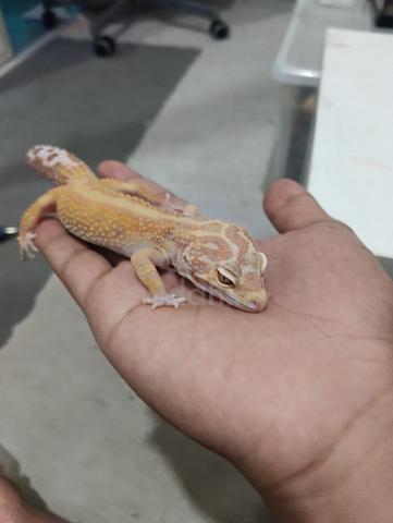 1.0 Leopard Gecko - photo 2 of 4