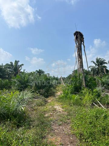 Tanah Telok Kerang, Pontian 1