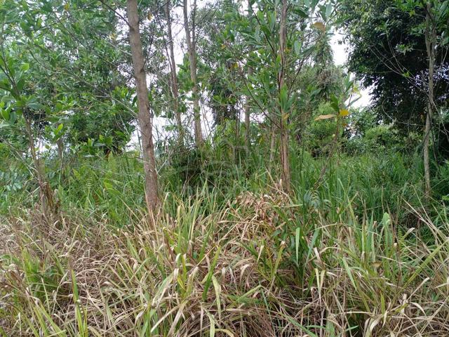 Tanah Dijual Di Kampung Benoni Papar 1
