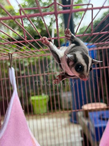 sugar glider - photo 3 of 6