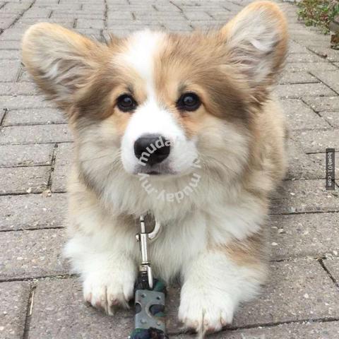 Long hair sale corgi puppies