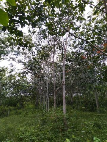 Rubber Estate Land in Kubang Peron, Mukim Padang Siding, Perlis 1