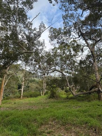 Private 2.79-acre Durian Orchard & Eco-Retreat Land in Teluk Bahang 1