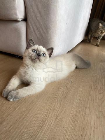 BSH pointed - photo 3 of 3