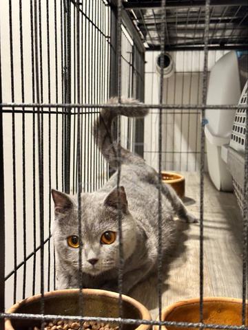 Bsh Female British Shorthair Pets For Sale In Cyberjaya Selangor