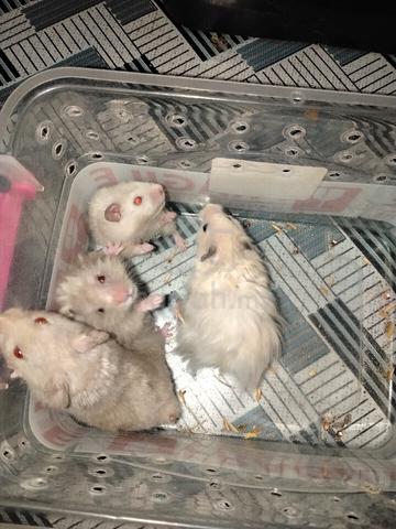 Hamster - photo 3 of 5