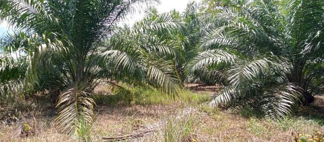 5.4 EKAR TANAH KELAPA SAWIT|FREEHOLD NON BUMI | Kota Tinggi Johor 1
