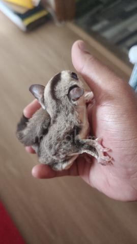 Sugar glider - photo 3 of 4