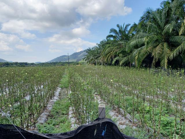 Freehold Land in Sitiawan, Residental Zon, JLN Desa Manjung 1, Perak 1