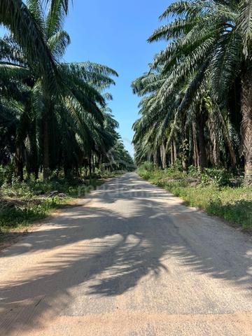 Tanah kelapa Sawit Semeling Kedah 1