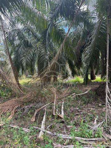 Tanah Untuk Dijual Mukim Sungai Terap Muar Johor 1