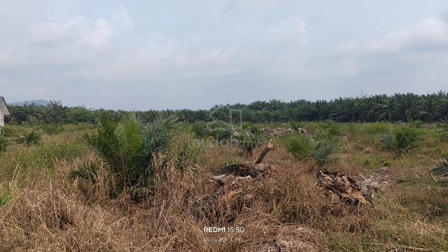 Prime roadside oil palm land for sale at Sri Bengkal 1