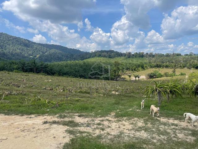 Jasin Jus Freehold Agricultural Land, 14.544 Acres 1