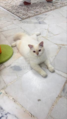 Kucing Persian Mix Manja & Comel - photo 5 of 6